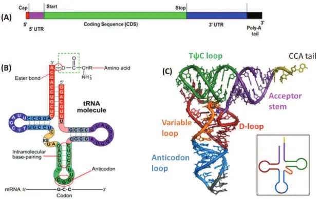 Figure 2: mRNa and tRNA. (A) Pictorial representation of eukaryotic mRNA. tRNA structure (B) 2D  (C) 3D L cshaped, the inset shows the colour coding for different loops