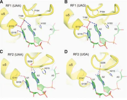 Figure 13: Interactions of the first 2 nucleotides of the stop codons with release factor
