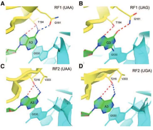 Figure 14: Interactions of the third nucleotide of the stop codon with the release factor
