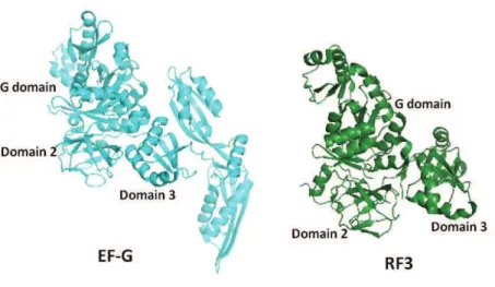 Figure  18:  Structural  similarity  between  EF-G  (blue,  PDB  code  2DY1)  and  RF3  (green,  PDB  code  3VQT)