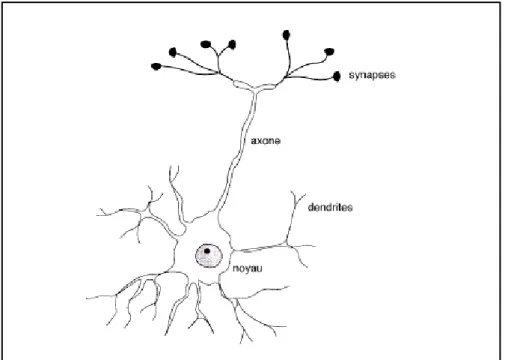 Figure 4.1 : le neurone biologique 