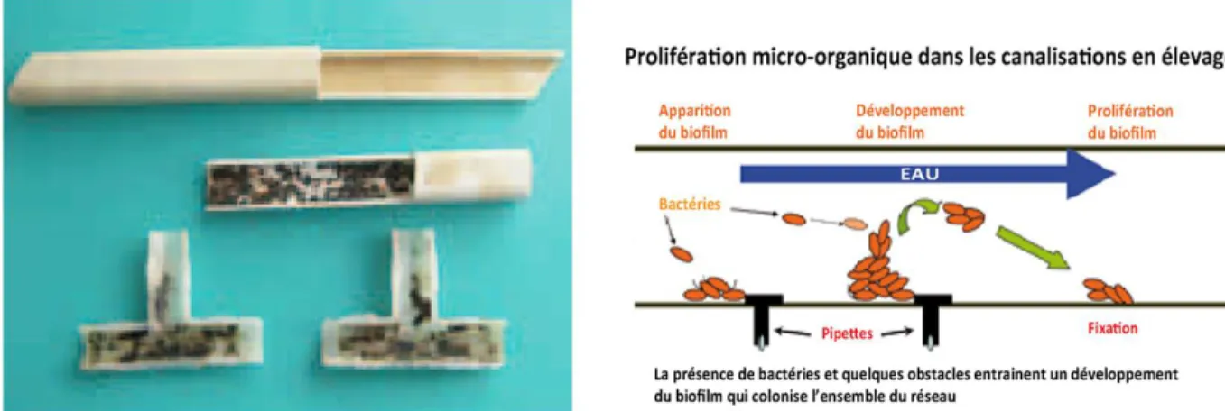 Figure 02 : Etapes de colonisation des canalisations par le biofilm. (Itavi ,2010).