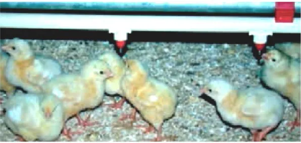 Figure  11 : Abreuvoir en pipette, réglage correct d’une pipette, l’angle du dos de l’animal doit                     former l’angle entre 35° et 45°pour le poussin, et 75° et 80°pour un poulet