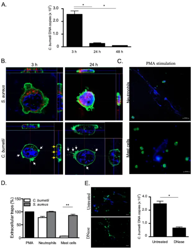 FIG 1 Extracellular killing of C. burnetii. HMC-1.2 cells (1 ⫻ 10 6 ) were incubated with C