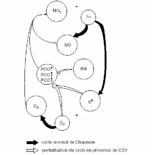 Figure 15 : Modification du cycle de Chapman par la pr ésence de COV (ADEME, 1998)
