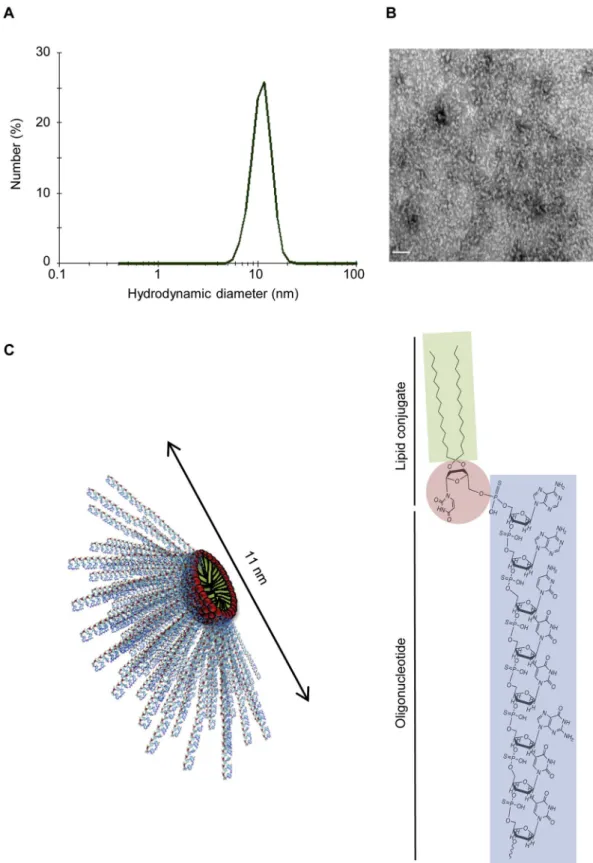 Fig. 1. Physicochemical characterization of LASO nanomicelles. A) Hydrodynamic diameter of the nanomicelles formed by LASO self-assembly, determined by DLS