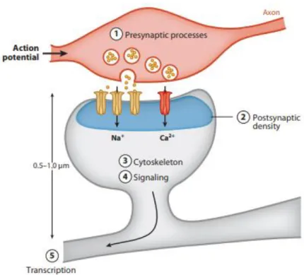 Figure 2: Les voies synaptiques générales dont les protéines actrices sont impliquées dans  la DI