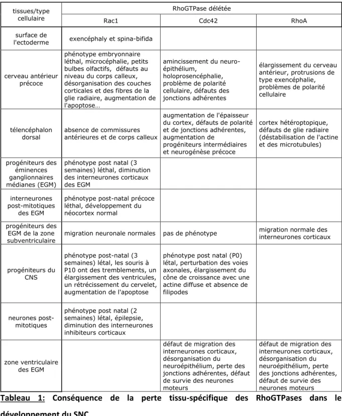 Tableau  1:  Conséquence  de  la  perte  tissu-spécifique  des  RhoGTPases  dans  le  développement du SNC