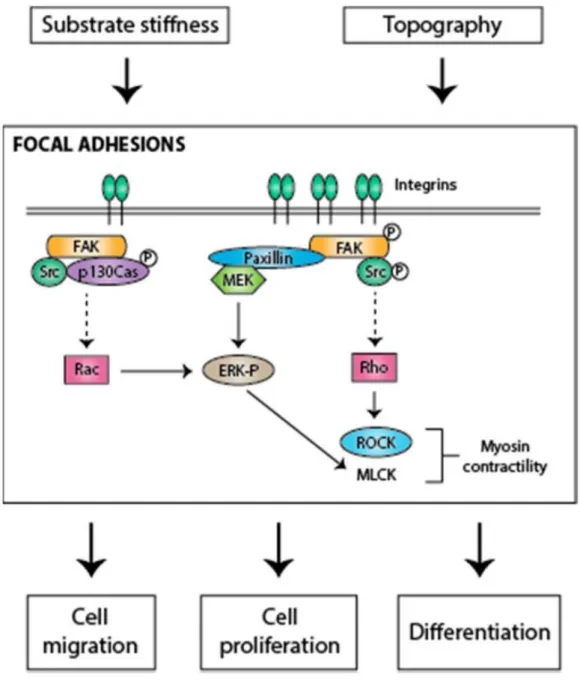 Figure  7:  Représentation  schématique  de  la  régulation  de  la  voie  de  signalisation  dépendante  de  FAK  en  réponse  à  un  stimulus  mécanique  extérieur  menant  à  diverses  réponses cellulaires