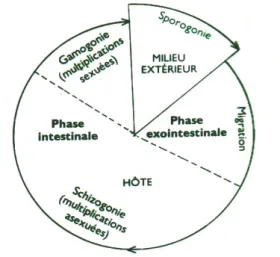 Figure 2 : Représentation schématique des étapes du cycle évolutif des coccidies (Yvoré et al., 1982)