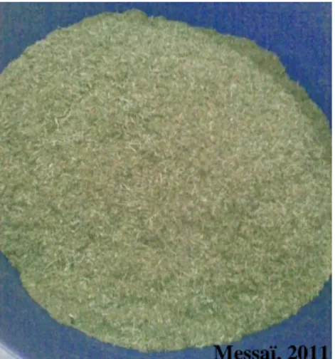 Figure 10 : Tige d’Artemisia herba-alba Asso.  Figure 11 : Parties aériennes séchées et  découpées