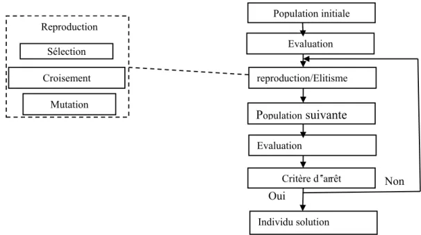 Figure 1.8‒ Les opérations successives utilisées dans les algorithmes génétiques. 