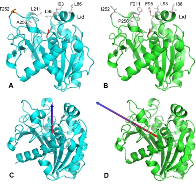 Figure 7. Comparison of TTL structural model (in cyan) and TLL X-ray structure (in green; 