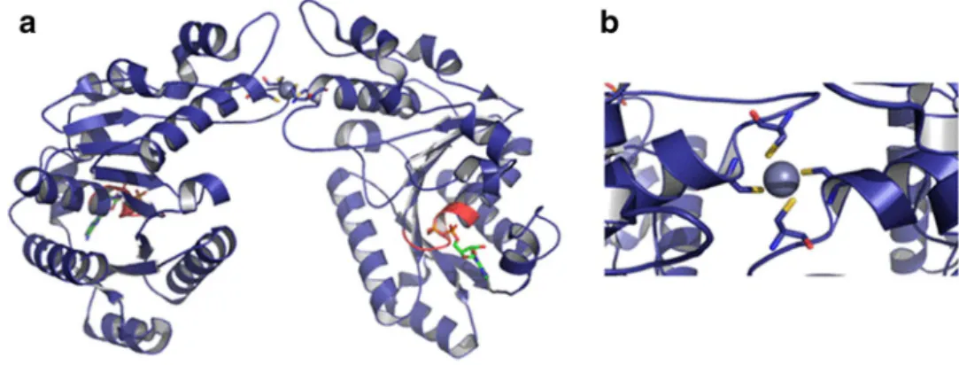 Fig. 3    a Structure of CooC-1  from Carboxydothermus  hydrogenoformans, PDB: 3KJI  [40]