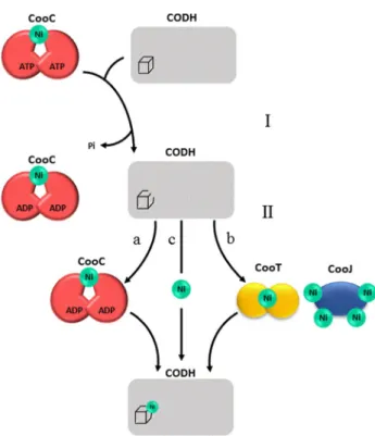 Fig. 4    Proposed mechanisms of CooC-dependent CODH maturation. 
