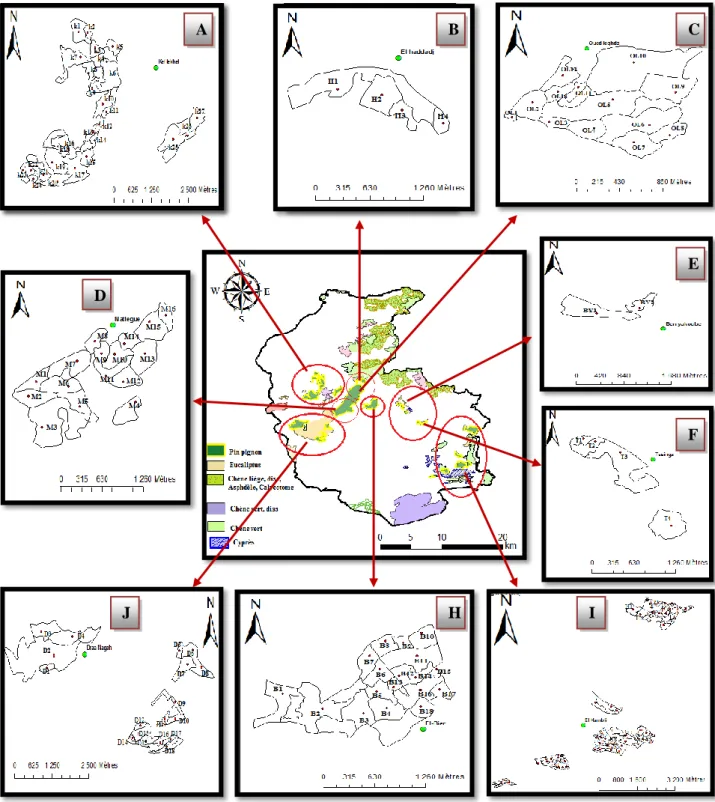 Figure 26. Représentation de l’installation des parcelles existantes dans les peuplements de Pin pignon