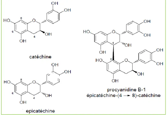 Figure 1. Structures de la catéchine, de l’épicatéchine et d'une procyanidine dimérique 