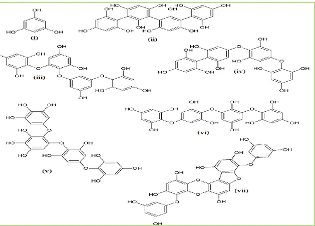 Figure 3: Structure du phloroglucinol (i) et des phlorotannins [tetrafucol A (ii), tetraphlorethol B  (iii), fucodiphlorethol A (iv), tetrafuhalol A (v), tetraisofuhalol (vi), phlorofucofuroeckol (vii)] 