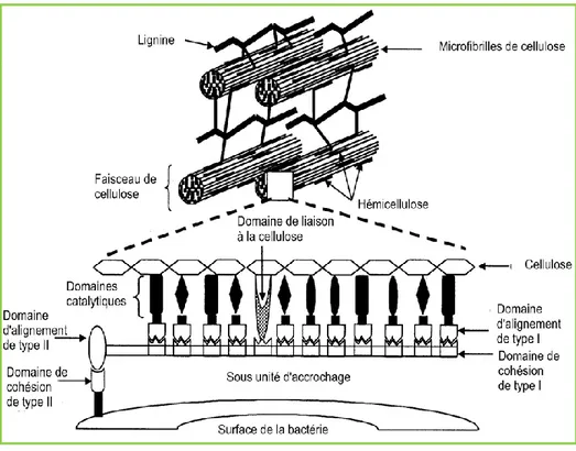 Figure 5: Représentation idéale de la fibre et ses composants (cellulose, microfibrilles,  hémicellulose et lignine), dégradés par le complexe cellulose (Krause et al., 2003) 