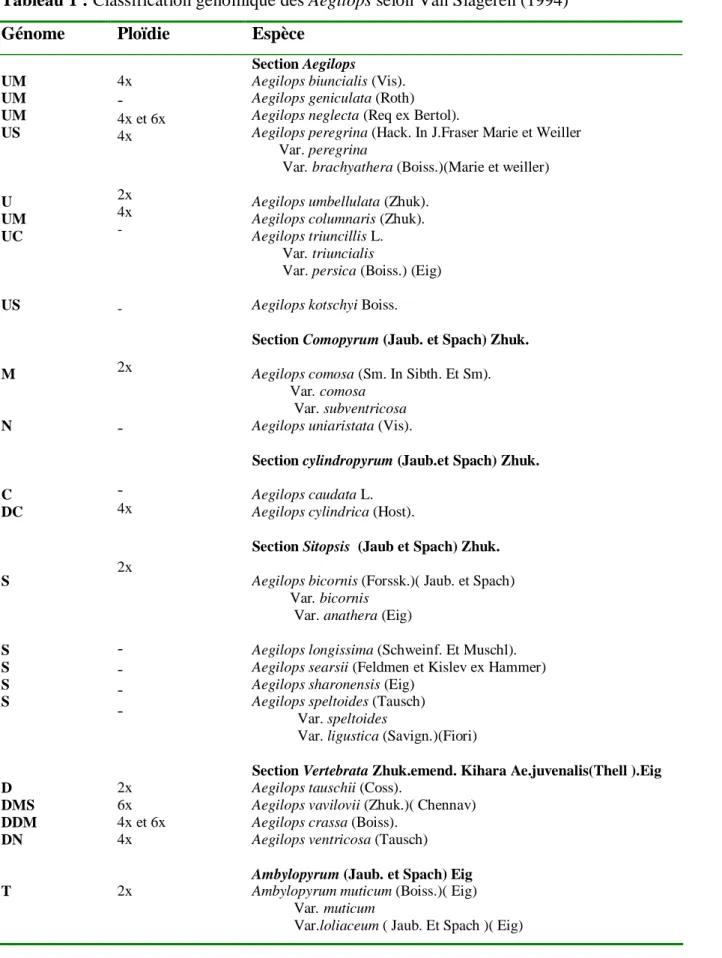 Tableau 1 : Classification génomique des Aegilops selon Van Slageren (1994) 