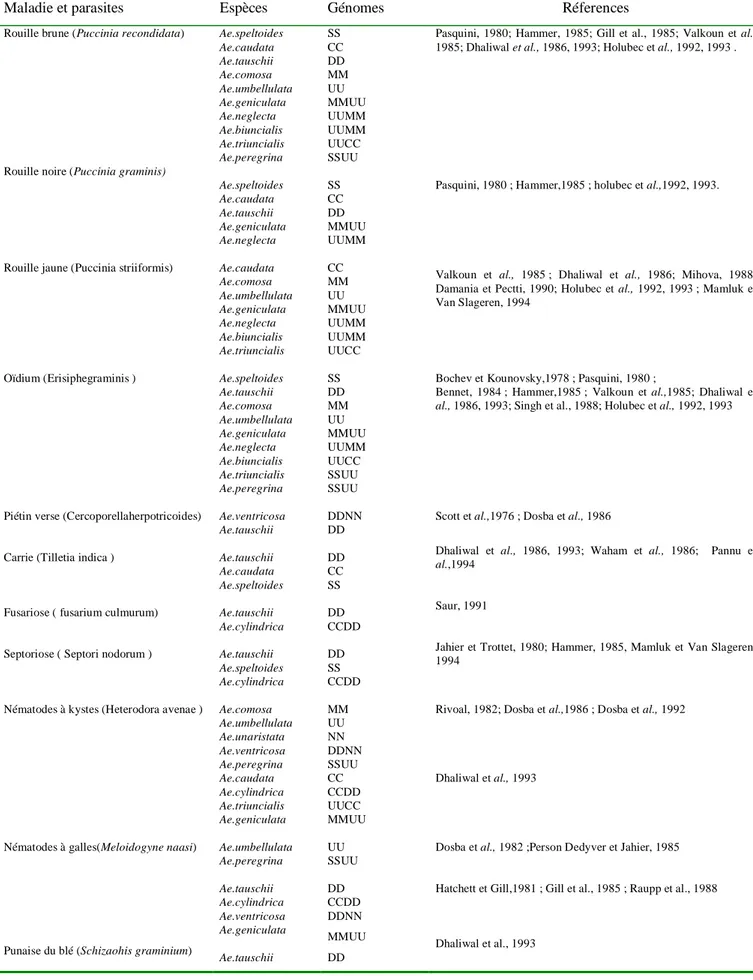 Tableau  3 :  Liste  des  espèces  Aegilops  considérées  comme  source  potentielle  de  résistance  aux  maladies et aux parasites (Van Slageren, 1994) 