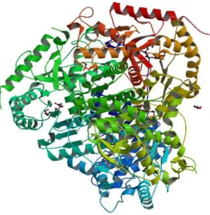 Figure 9 : Structure tridimensionnelle de la LDH. 