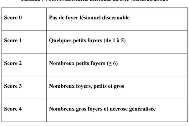 Tableau 9 : scores lésionnels attribués au foie (Chossat, 2002). 