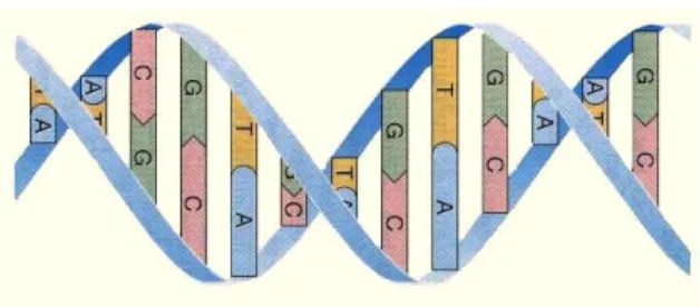 Fig .2.16. La double hélice de l'ADN.  