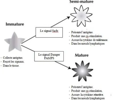 Fig. 4.4.  Le modèle abstrait de la différenciation des cellules dendritiques. 
