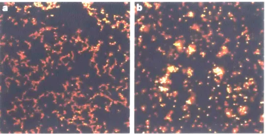 Figure  1-5:  Confocal microscope  images  of phase separating  colloid-polymer  mixtures, where  the  left  image,  (a),  shows  the  fractal  morphology  of  particles  assembling  under conditions  of  diffusion-limited  aggregation  due  to  a  strongl