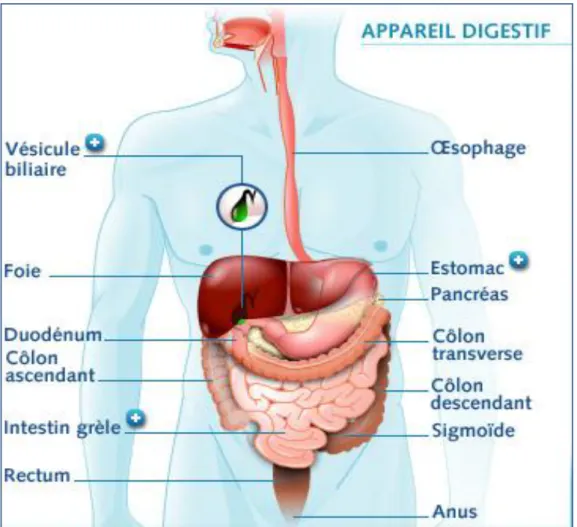 Figure 2 : Schéma simplifié décrivant les compartiments de l’appareil digestif de l’Homme  (Ouwehand et Vesterlund, 2003)