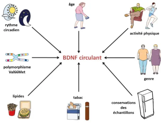 Figure 4: Facteurs influençant les taux circulants de BDNF  