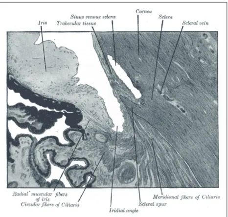 Figure 3- Histologic section of human corneascleral junction and iridial angle (Grey’s anatomy, bartleby.com)