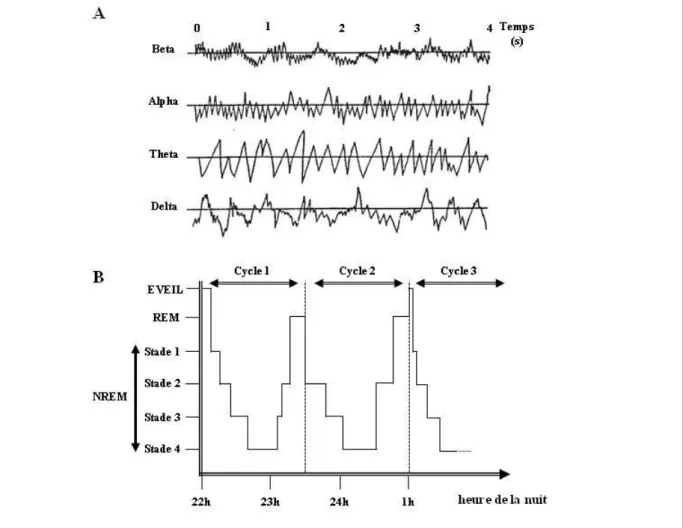 Figure I.1 : Ondes cérébrales observées par électro-encéphalogramme et  hypnogramme  (inspiré des schémas du Réseau Morphée) 