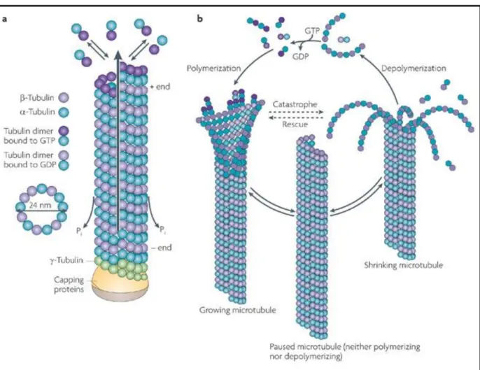 Figure I.4 : Assemblage des microtubules et processus d’instabilité dynamique  Schéma  illustrant  la  dynamique  des  microtubules