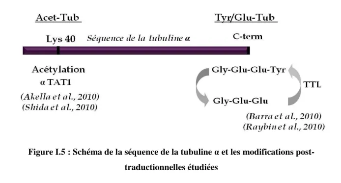 Figure I.5 : Schéma de la séquence de la tubuline α et les modifications post- post-traductionnelles étudiées 
