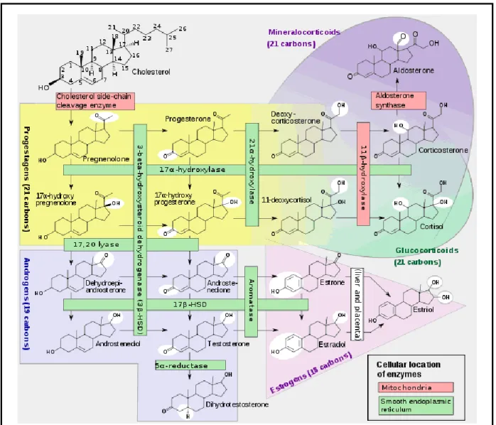 Figure I.6 : Stéroïdogenèse  (Slashme and Mikael Häggström)