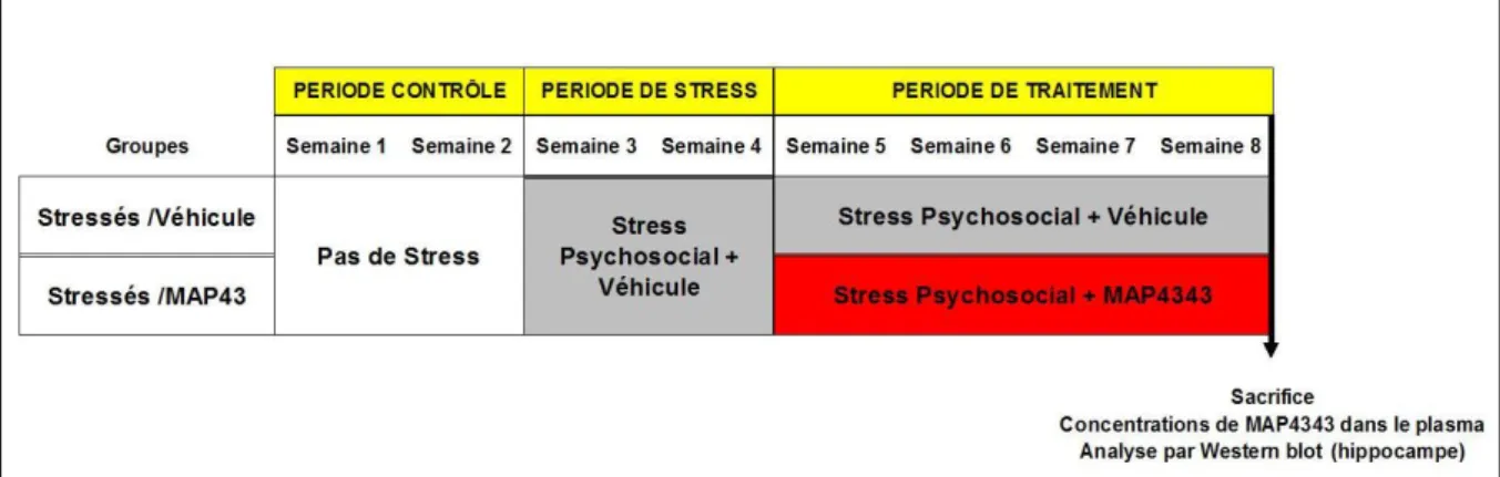 Figure II.1. : Protocole de stress psychosocial chronique chez le toupaye de Belanger  Ce  schéma  présente  les  deux  groupes  de  toupayes :  « Stressés  /Véhicule »,  « Stressés  /MAP4343 »,  les  trois  périodes  expérimentales :  « période  contrôle 