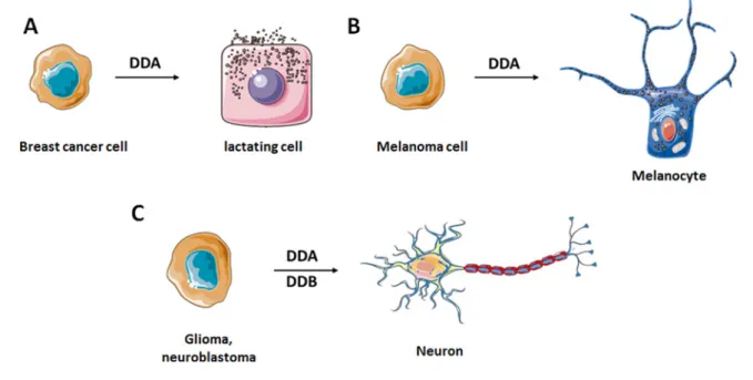 Figure 3 Effect of dendrogenins on cancer cells