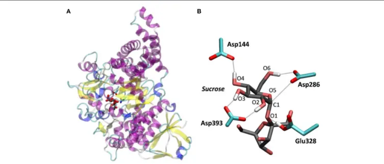 FIGURE 1 | NpAS in complex with sucrose. (A) Crystal structure from PDB 1JGI. (B) QM/MM optimized structure of the active site (the Glu328Gln mutation of the crystal structure was reverted).