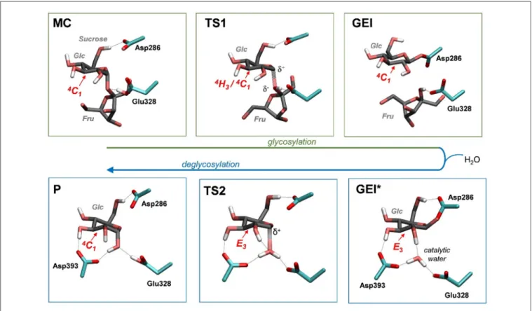 FIGURE 5 | Reaction mechanism of NpAS obtained in this work (MC, Michaelis complex; TS, transition state; GEI, glycosyl-enzyme intermediate; P, reaction products)
