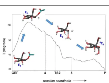 FIGURE 9 | Evolution of the conformation of the -1 sugar (α-glucosyl residue) during the deglycosylation reaction.