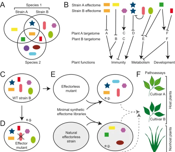 Fig 2. Diversity of both the microbial effectome and the plant target repertoire impacts the function of the effectome