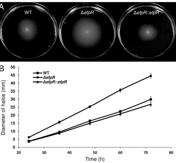Fig 5. Deletion of efpR results in improved swimming motility of R. solanacearum GMI1000
