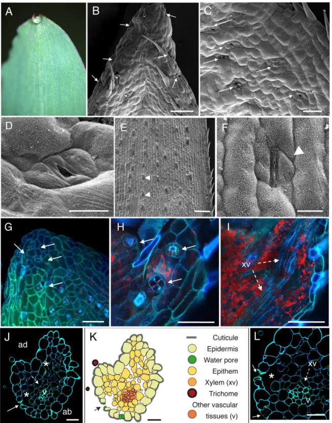 Fig 1. Anatomic description of maize apical hydathodes by confocal and Scanning Electron Microscopy (SEM)
