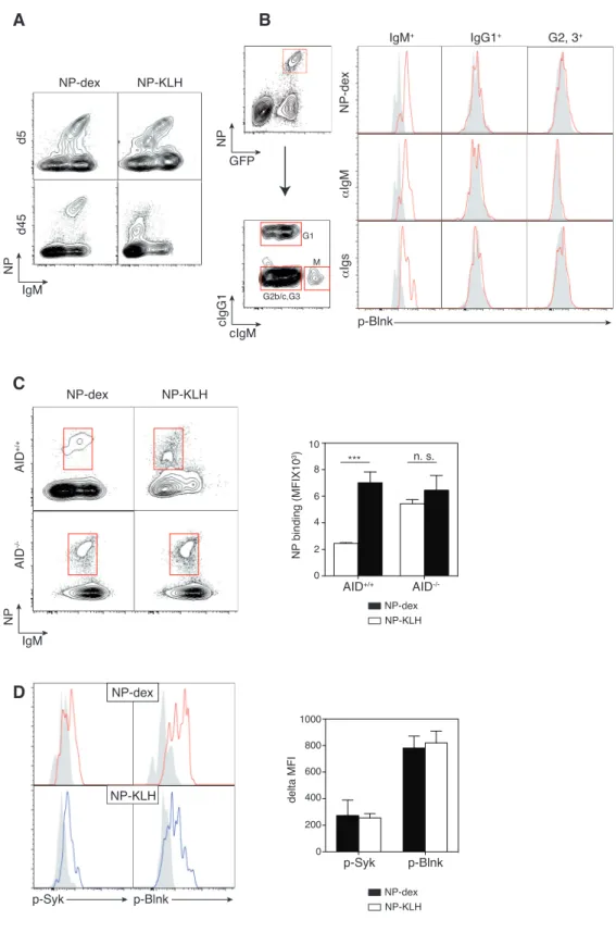 Figure 4IgMNPNP-dexNP-KLHd5d45BA