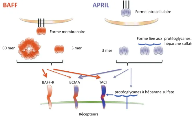 Figure 4. BAFF APRIL et leurs récépteurs. 