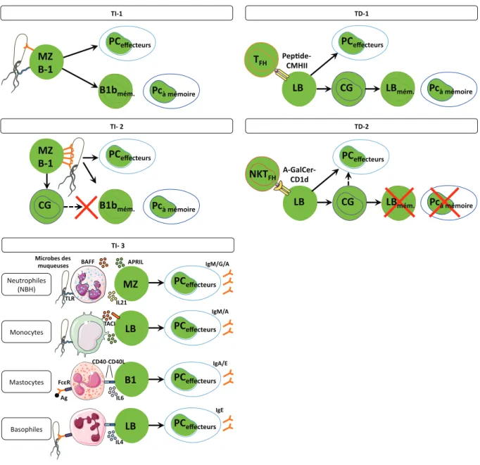 Figure 5. Diversité de la réponse B. Synthèse de la classification introduite par Carola  Vinuesa