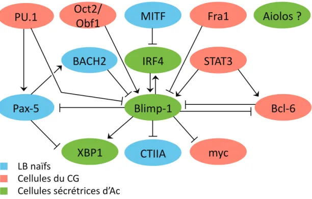 Figure 7. Synthèse des interactions entre les facteurs de transcriptions clefs du  processus de différenciation plasmocytaire