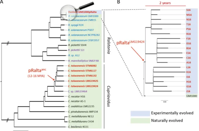 Figure 1. Phylogeny of naturally and experimentally evolved Mimosa pudica symbionts in the Cupriavidus and Ralstonia branches